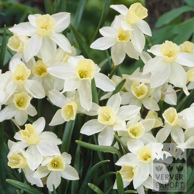 Narcisses 'Sailboat' (15060)