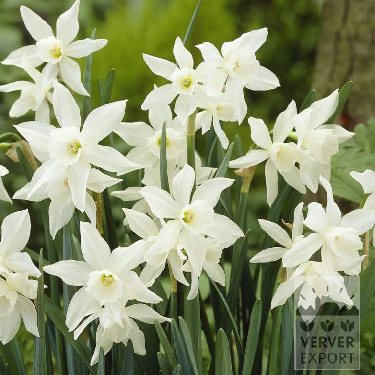 Bulbes Bio bio Narcissus 'Thalia' (15608)
