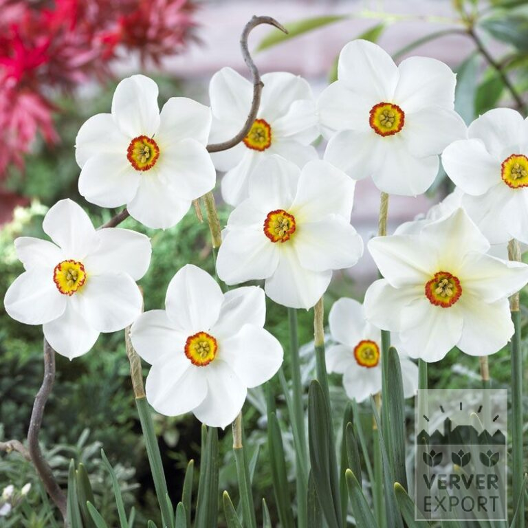 Narcisses poeticus 'Actaea' (15067)