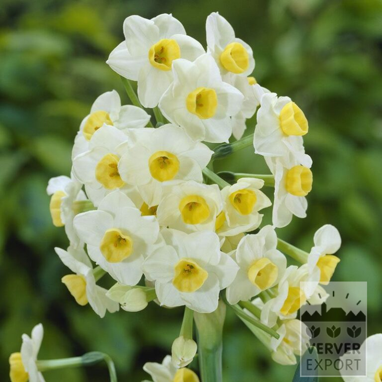 Narcisses tazetta 'Avalanche' (15068)