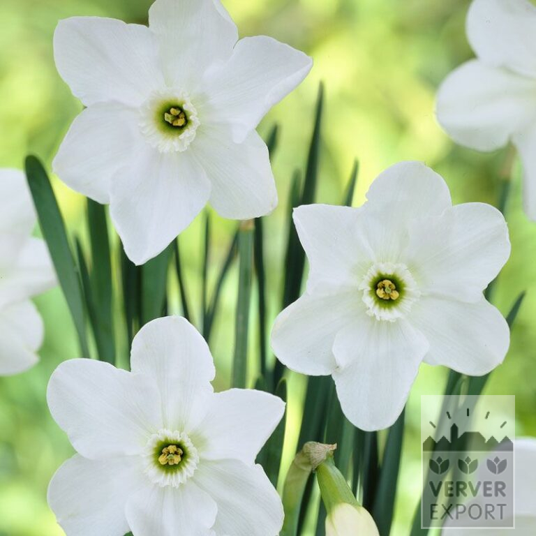 Narcisses 'Dallas' (15069)