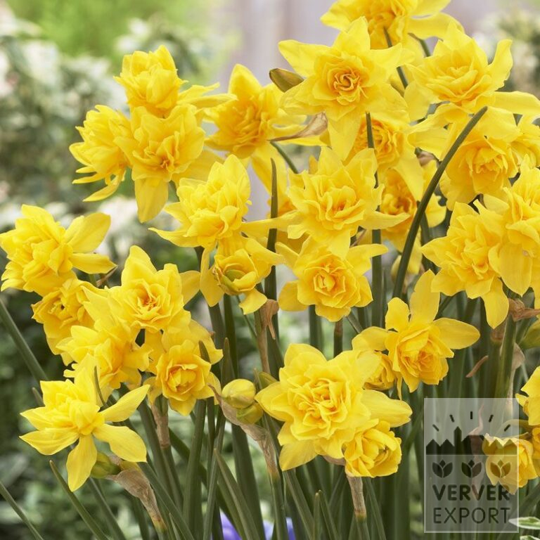 Narcisses 'Double Campernelles' (15070)