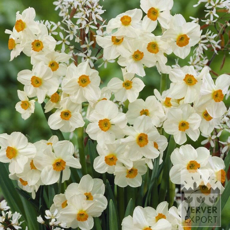 Narcisses tazetta 'Geranium' (15071)