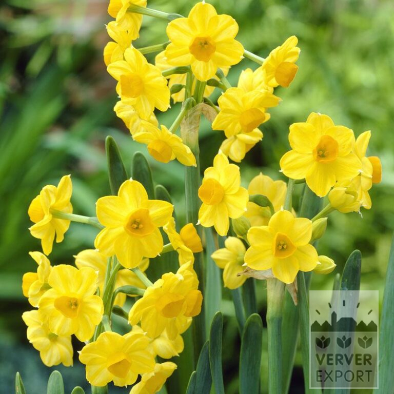 Narcisses tazetta 'Grand Soleil d'Or' (15073)