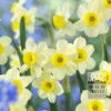 Narcisses tazetta 'Minnow' (15074)