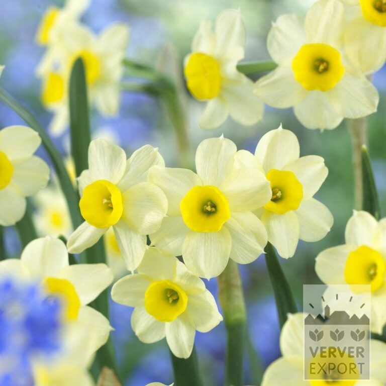 Narcisses tazetta 'Minnow' (15074)