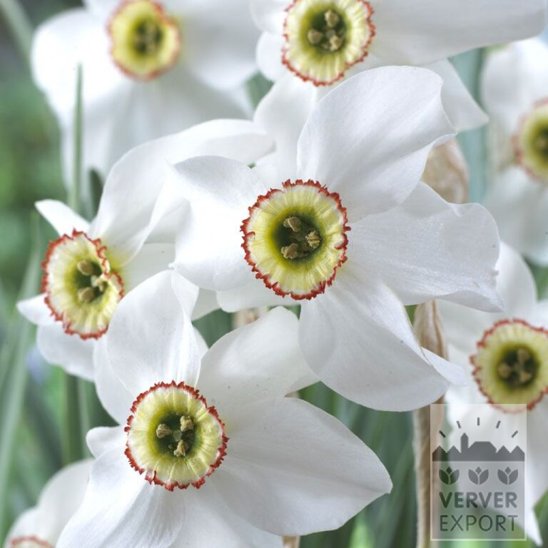 Bulbes Bio bio Narcissus poeticus recurvus (15613)