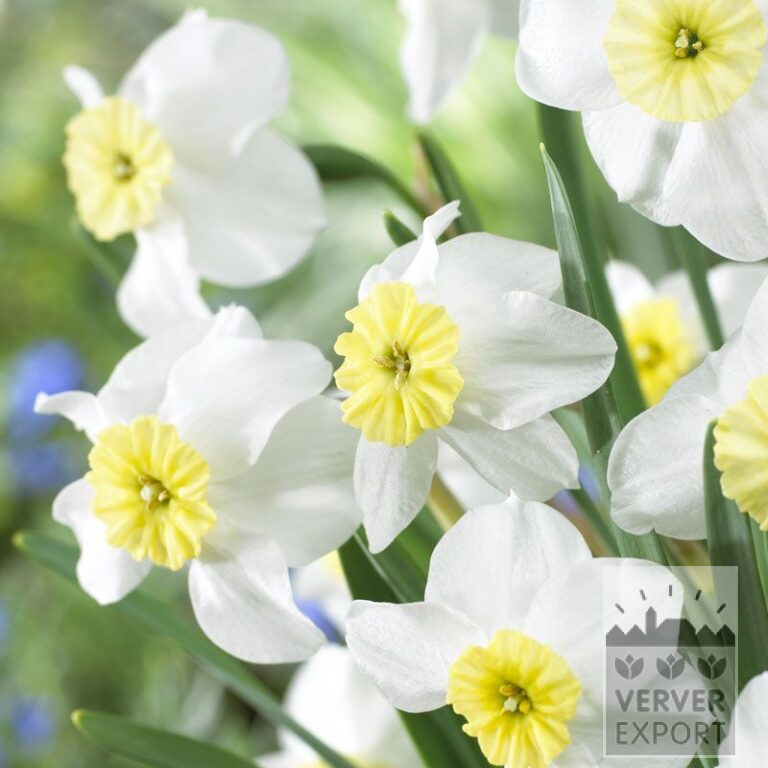 Narcisses 'Segovia' (15078)