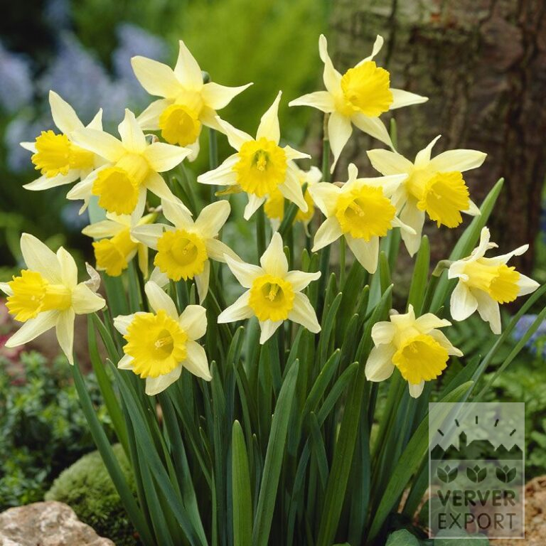Narcisses lobularis (15079)
