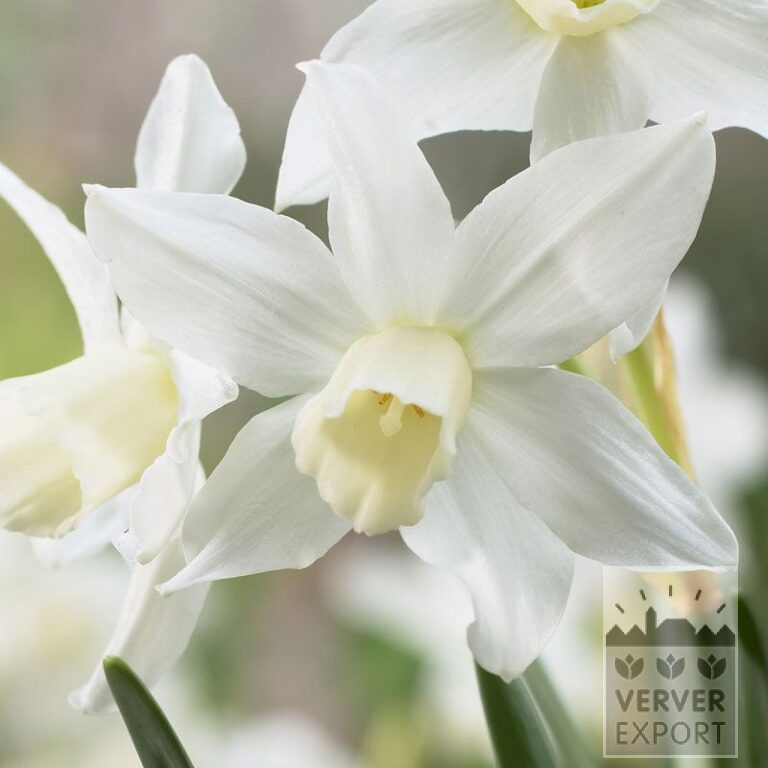 Narcisses 'Toto' (15080)
