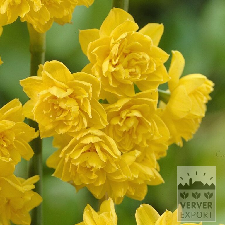 Narcisses 'Golden Rain' (15082)