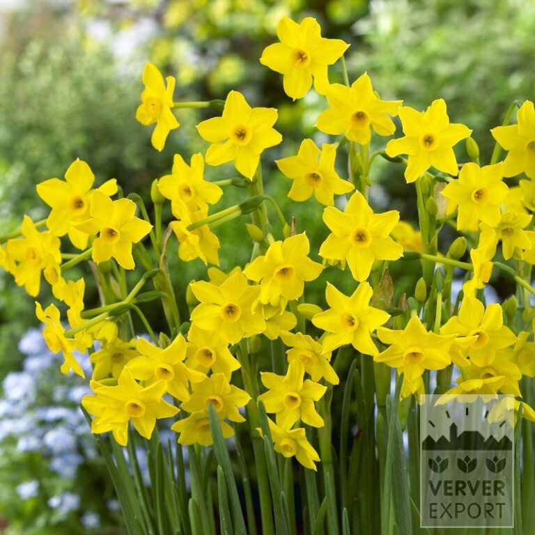 Narcisses 'Baby Boomer' (15086)