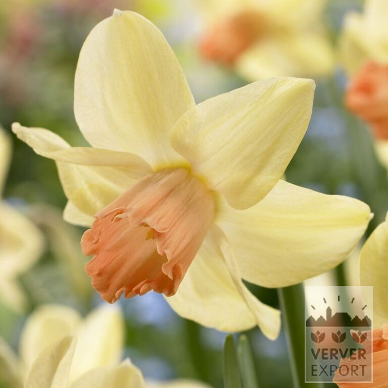 Narcisses 'Prototype' (15093)