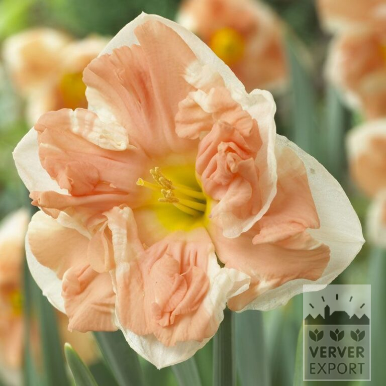 Narcisses 'Apricot Whirl' (15099)