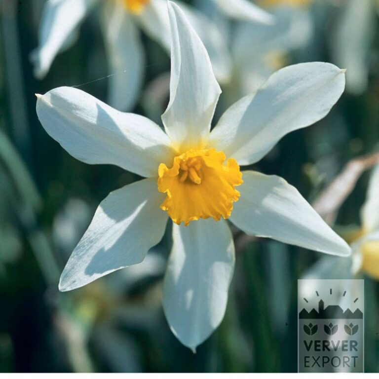 Narcisses Hist. 'Mrs. Langtry' (15101)