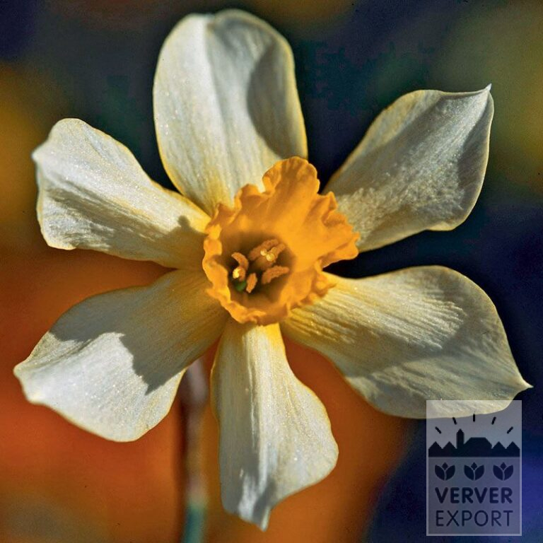 Narcisses Hist. 'Stella' (15102)