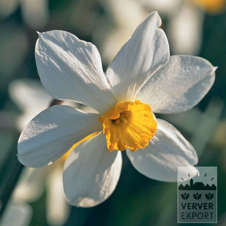 Narcisses Hist. 'White Lady' (15103)