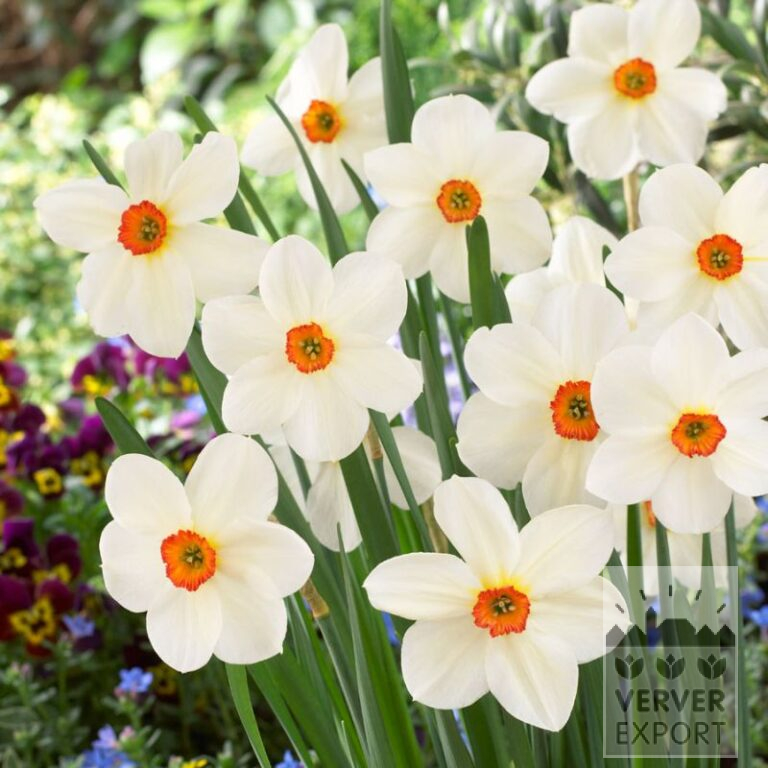 Narcisses Hist. 'Firetail' (15106)