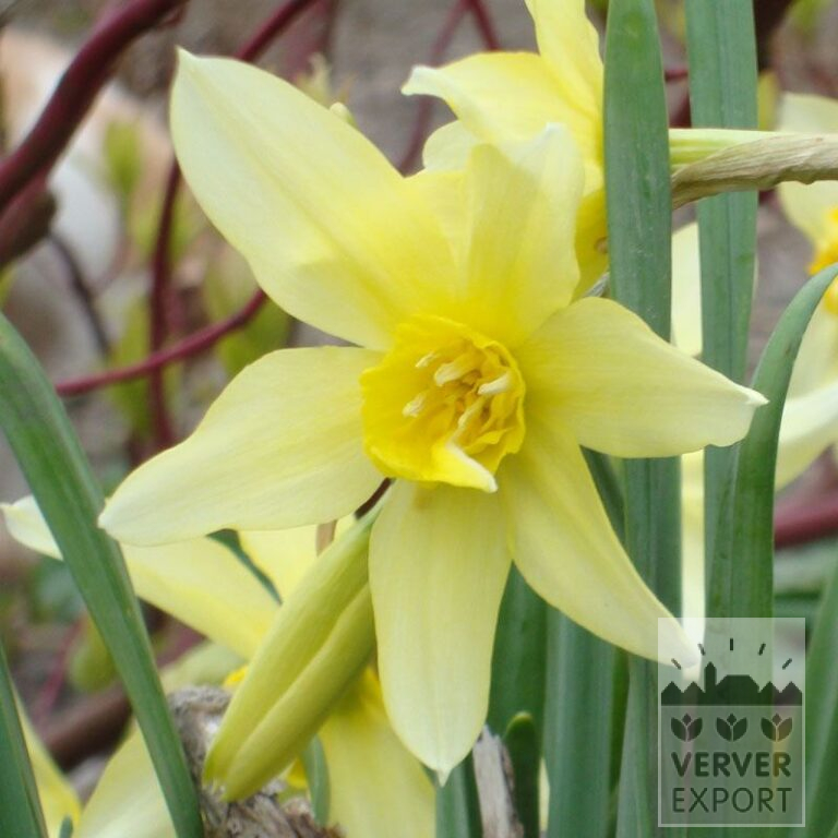 Narcisses Hist. 'Sophie's Choice' (15107)