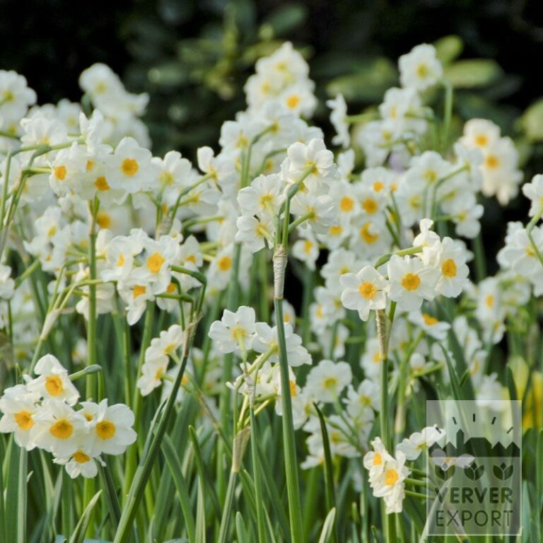 Narcisses Hist. 'Laurens Koster' (15108)