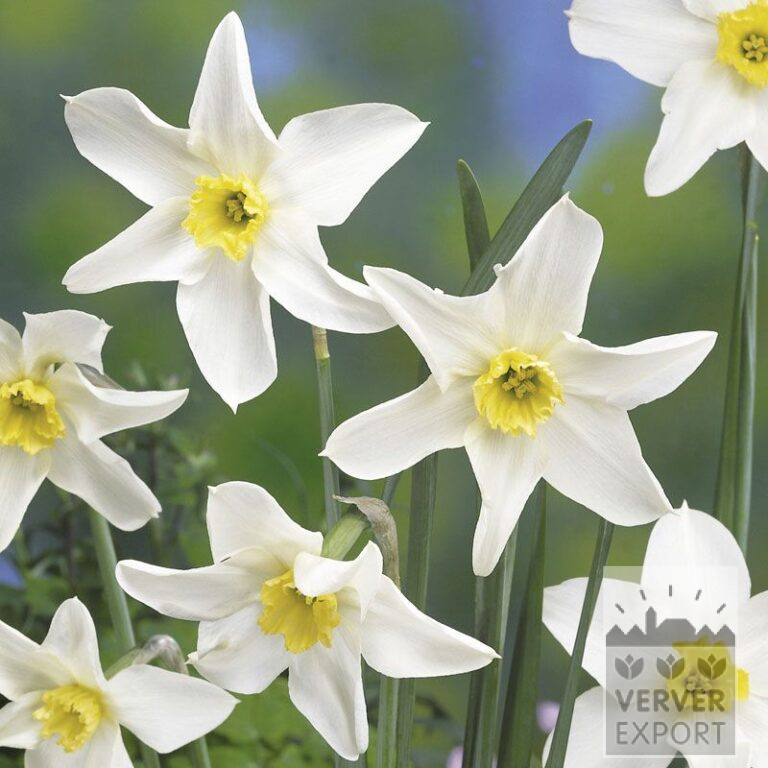 Narcisses Hist. 'Queen of the North' (15109)