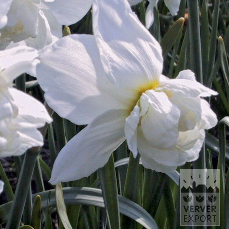 Narcisses 'Snowball' (15508)