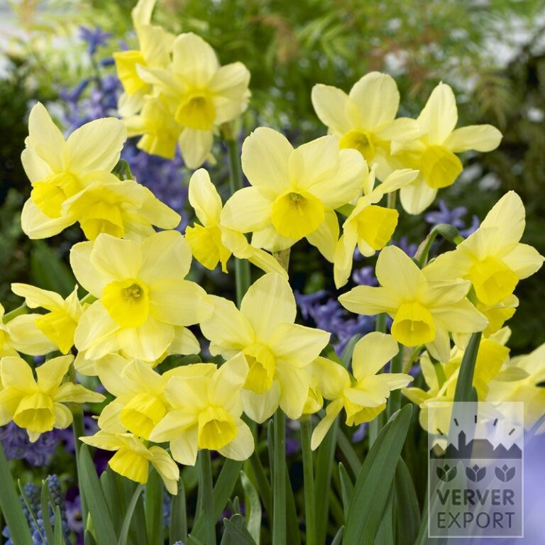 Narcisses 'Stint' (15516)
