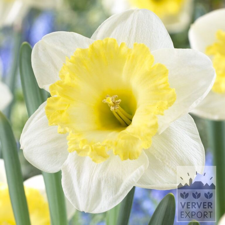 Narcisses 'Bright Sun' (15520)