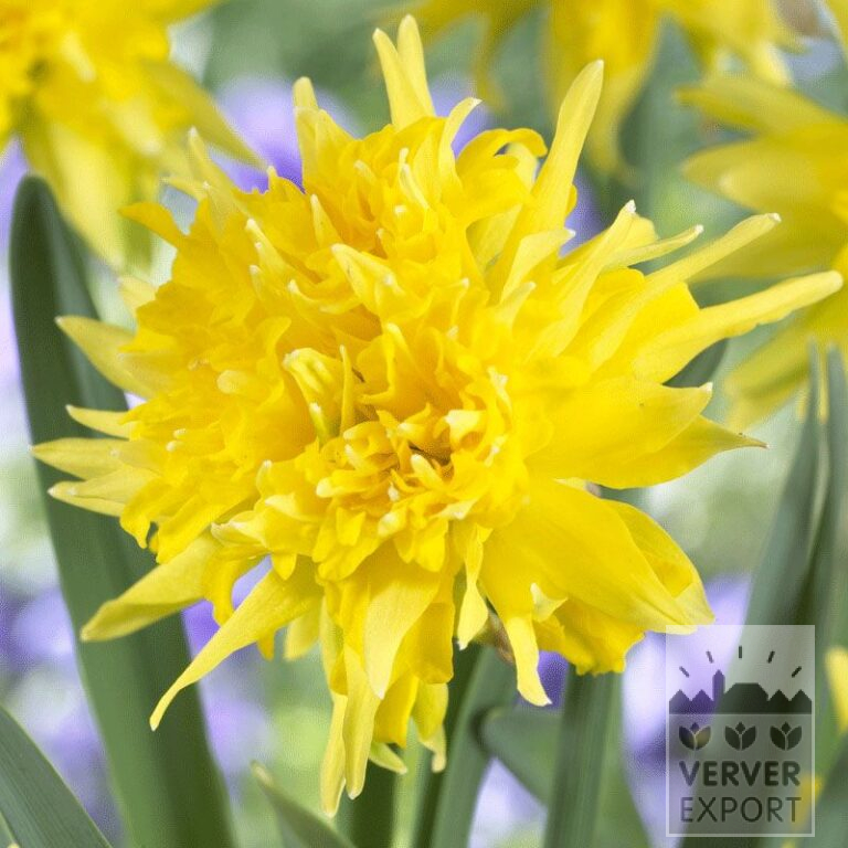 Narcisses 'Rip van Winkle' (15527)