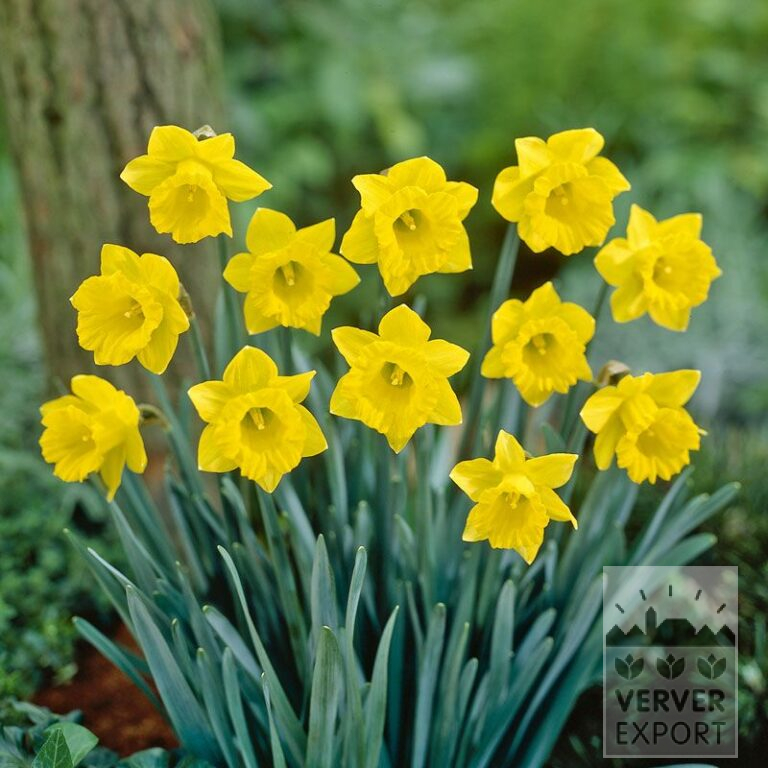 Narcisses pseudonarcissus subsp. obvallaris (15530)
