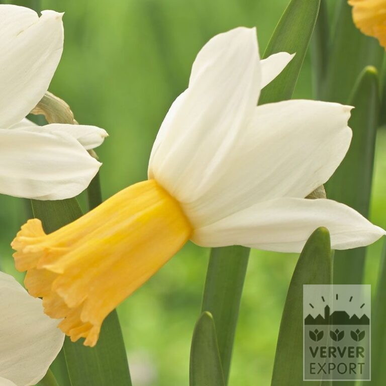 Narcisses 'Winter Waltz' (15537)