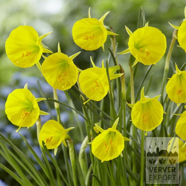 Narcisses bulbocodium 'Oxford Gold' (15544)