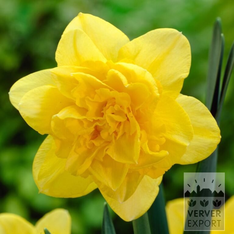 Narcisses 'Dick Wilden' (15551)