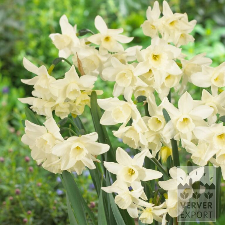 Narcisses 'Starlight Sensation' (15558)