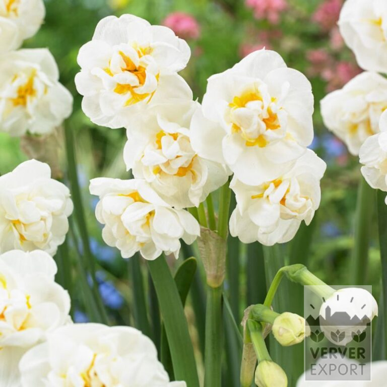 Bulbes Bio bio Narcissus 'Bridal Crown' (15610)