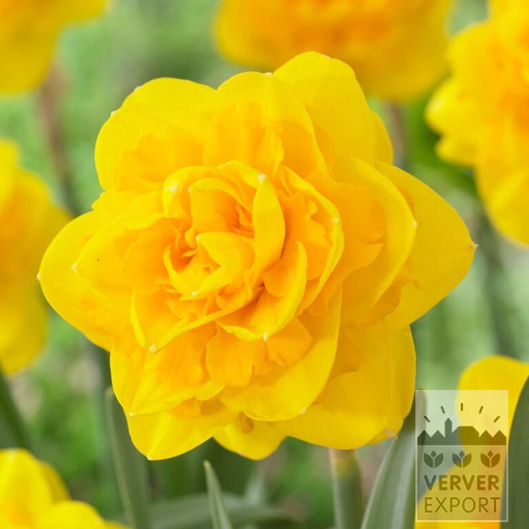 Narcisses 'Heamoor' (15709)