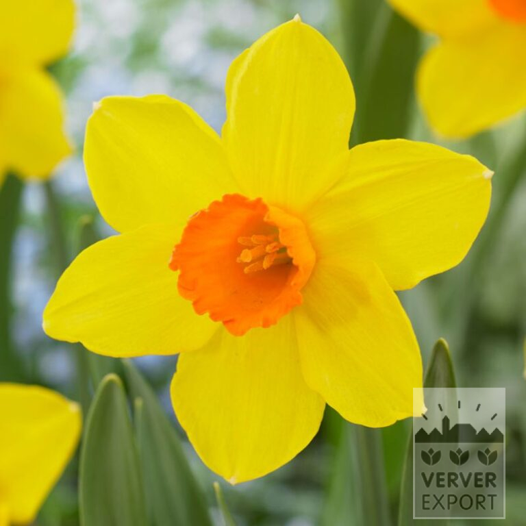 Narcisses 'Brackenhurst' (15712)