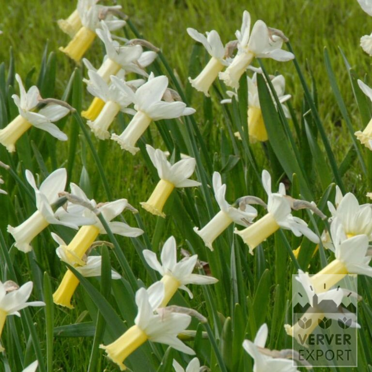 Narcisses cyclamineus 'Tracey' (15717)