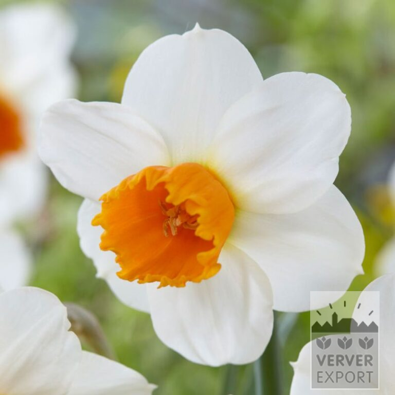 Narcisses 'Orange Comet' (15718)