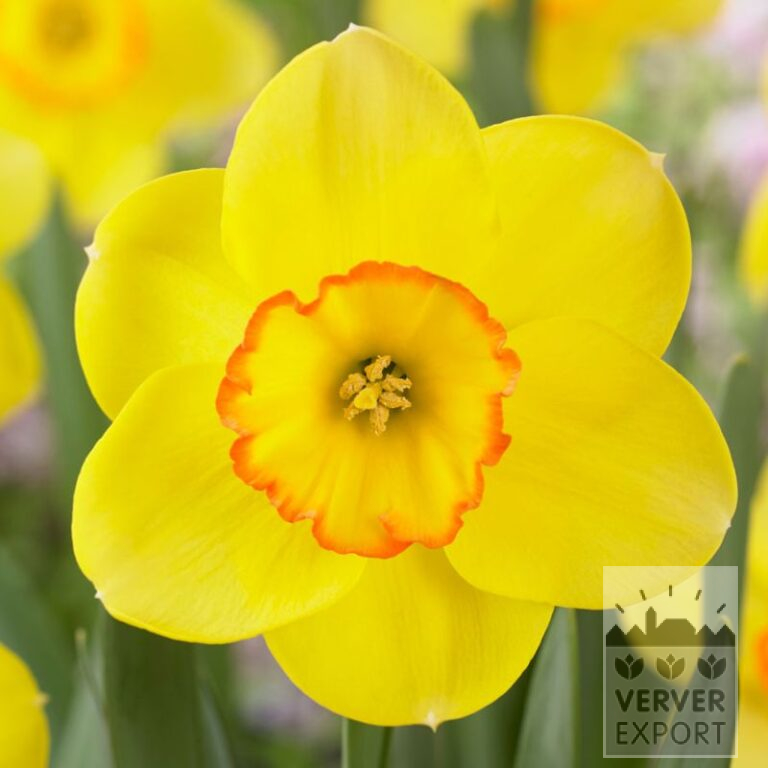 Narcisses 'Pacific Rim' (15724)