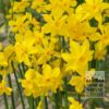 Narcisses cordubensis (15729) – Image 2