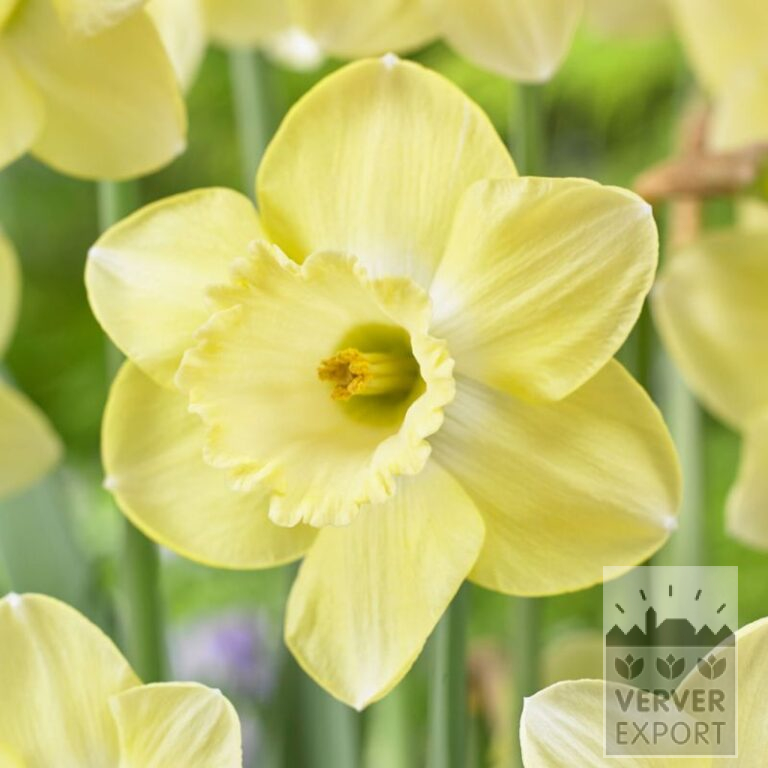 Narcisses 'Cairngorm' (15735)