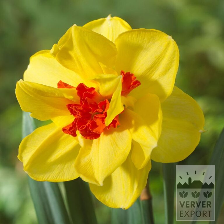Narcisses 'Ascot' (15740)