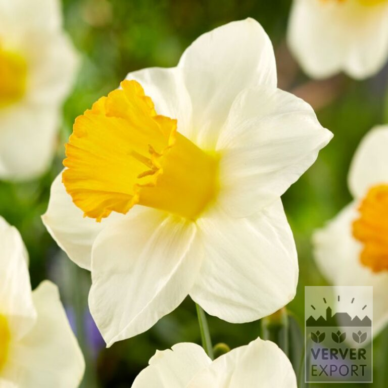 Narcisses 'Orange Sunset' (15741)
