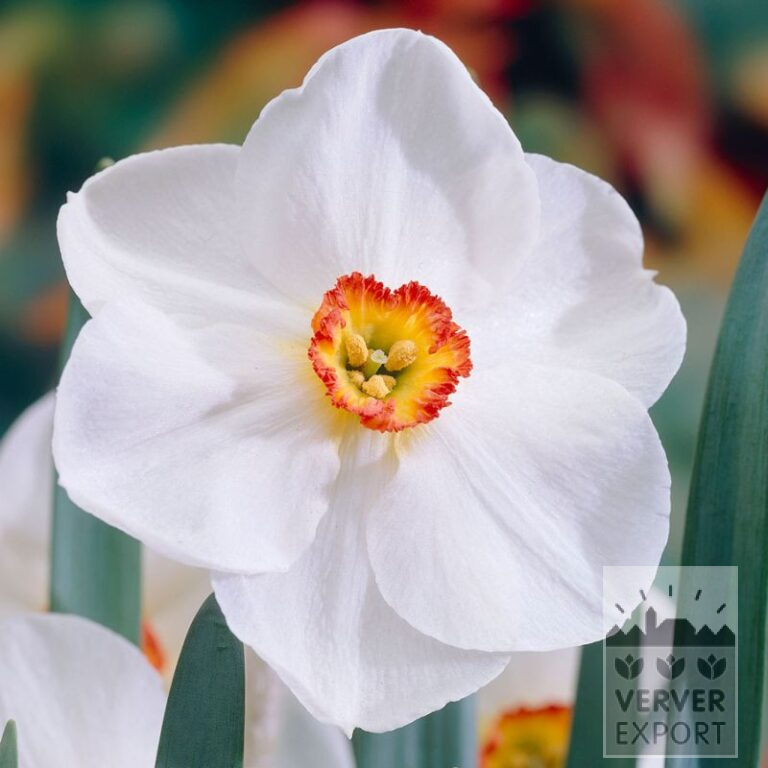 Narcisses 'Edna Earl' (15742)