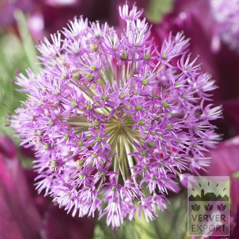Allium (ail d'ornement) aflatunense (16001)