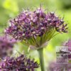 Allium (ail d'ornement) atropurpureum (16002)