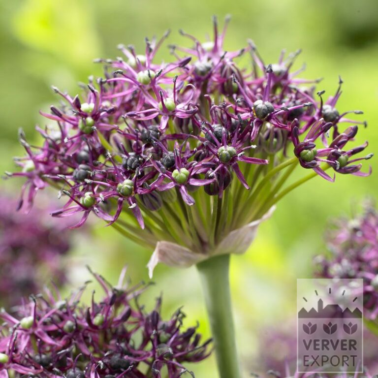 Allium (ail d'ornement) atropurpureum (16002)