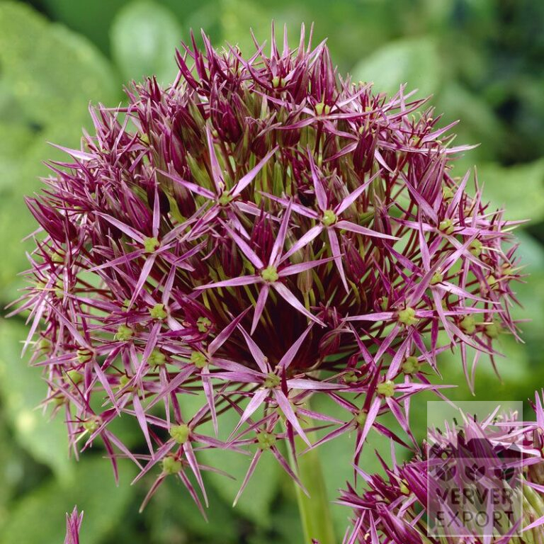 Allium (ail d'ornement) cristophii (16003)