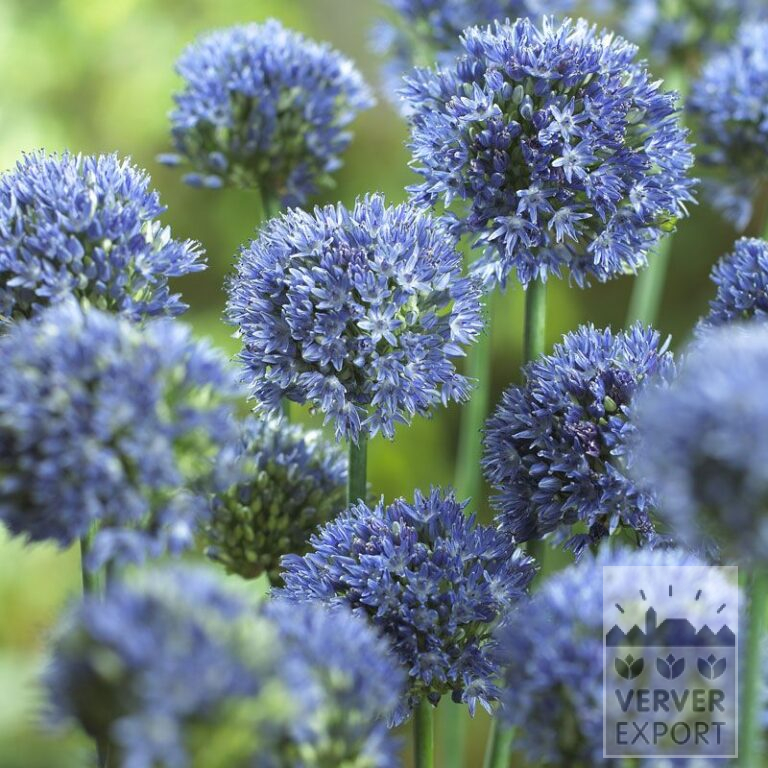 Allium (ail d'ornement) caeruleum (16004)